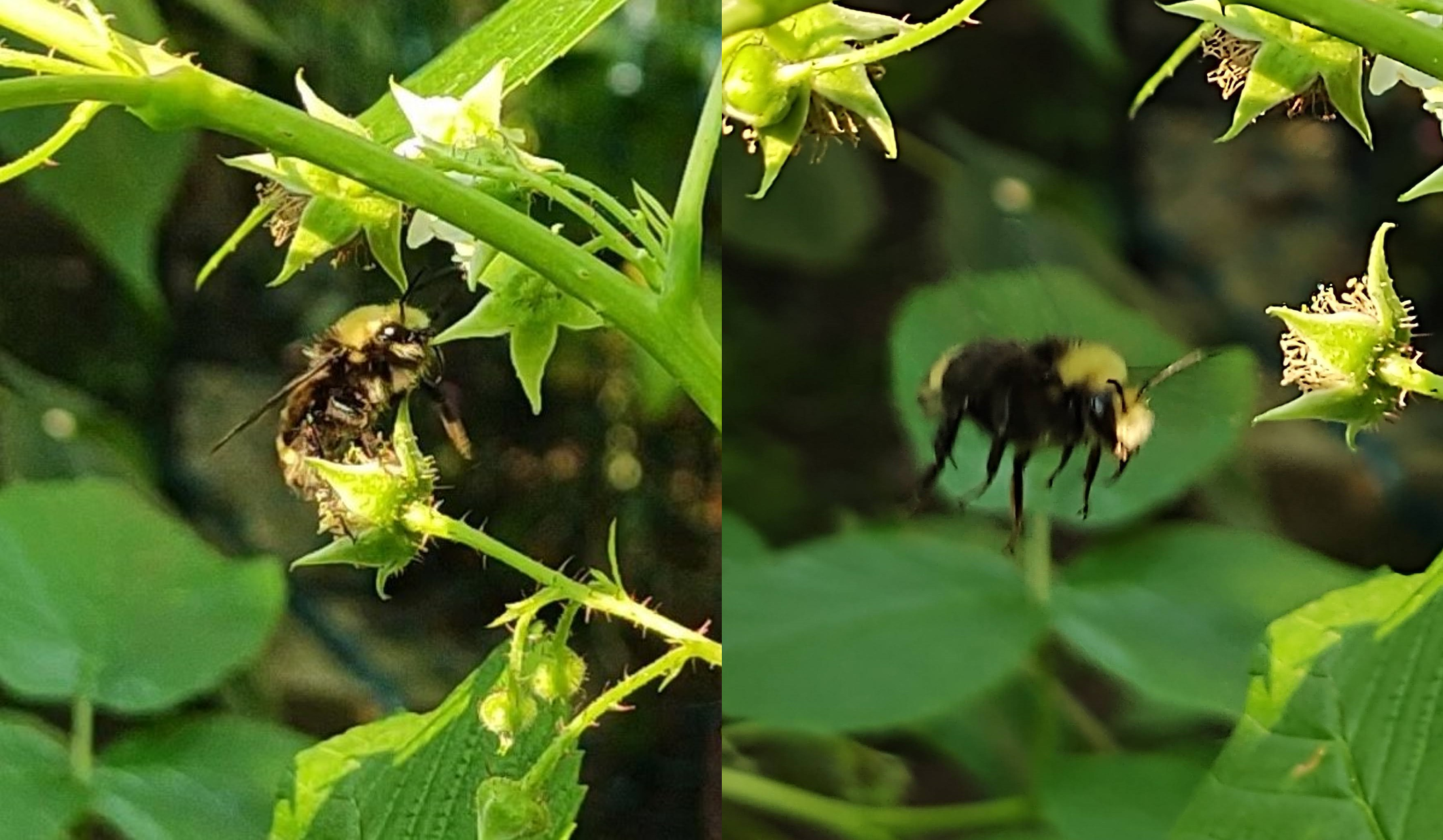side by side images of a and  bee visiting a raspberry flower and flying among leaves