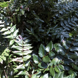 gif of plant growing